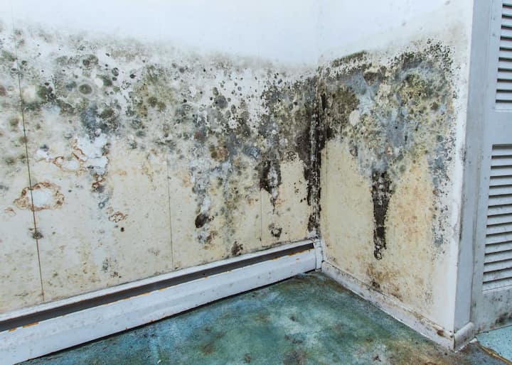 A wall is overtaken by mold after water damage in a home in Champaign, IL.
